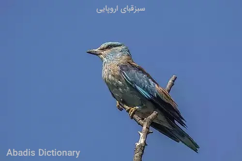 سبزقبای اروپایی